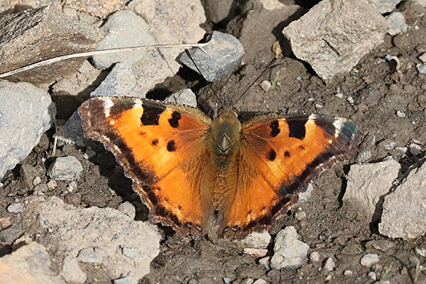 Nymphalis californica - The California Tortoiseshell