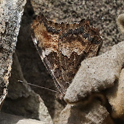 Nymphalis californica - The California Tortoiseshell, underside