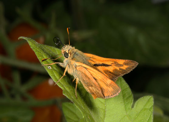 Ochlodes s. sylvanoides - The Woodland Skipper