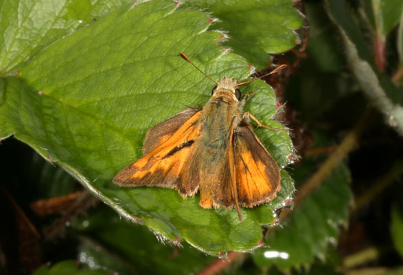 Ochlodes s. sylvanoides - The Woodland Skipper