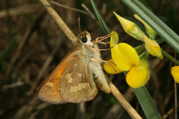 Ochlodes s. sylvanoides - The Woodland Skipper