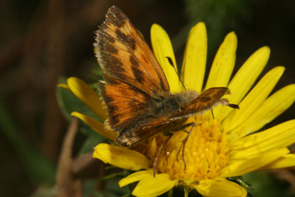 Ochlodes s. sylvanoides - The Woodland Skipper