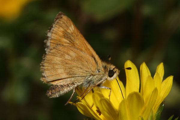 Ochlodes s. sylvanoides - The Woodland Skipper