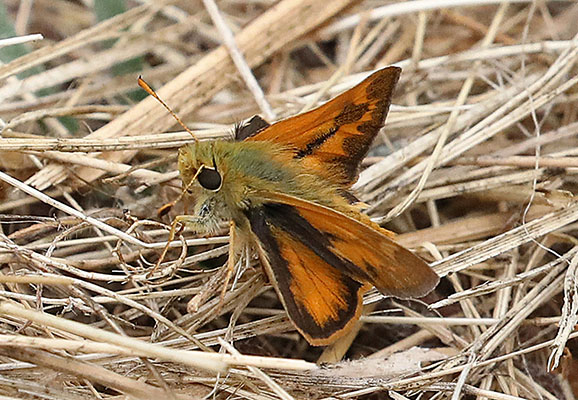 Ochlodes s. sylvanoides - The Woodland Skipper