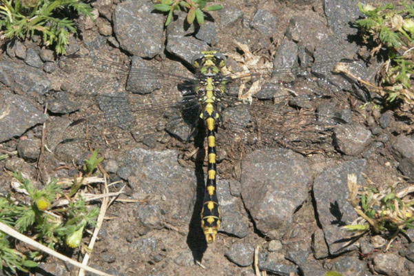 Ophiogomphus occidentis - The Sinuous Snaketail