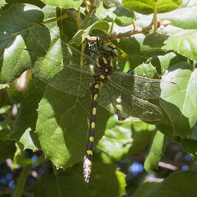 Ophiogomphus occidentis - The Sinuous Snaketail