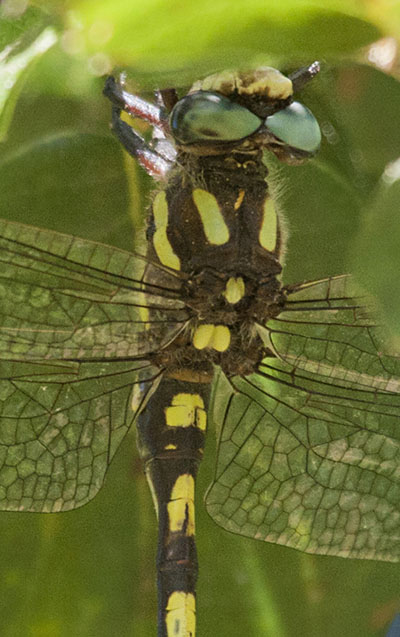 Ophiogomphus occidentis - The Sinuous Snaketail