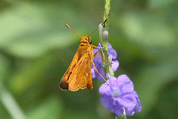 Oriens augustula - The Fiji Grass-dart