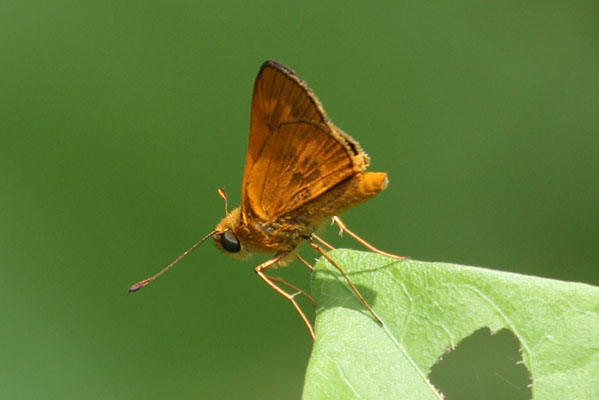 Oriens augustula - The Fiji Grass-dart