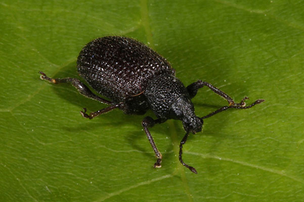 Otiorhynchus rugosostriatus - The Rough Strawberry Root Weevil