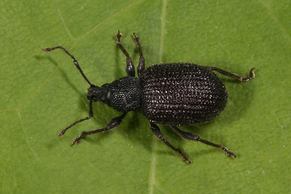 Otiorhynchus rugosostriatus - The Rough Strawberry Root Weevil