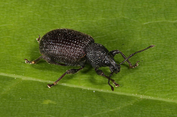 Otiorhynchus rugosostriatus - The Rough Strawberry Root Weevil