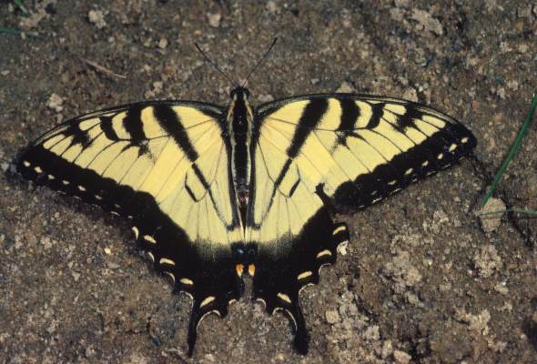 Papilio glaucus - The Tiger Swallowtail