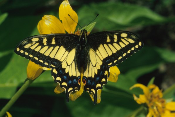 Papilio zelicaon zelicaon - The Anise Swallowtail