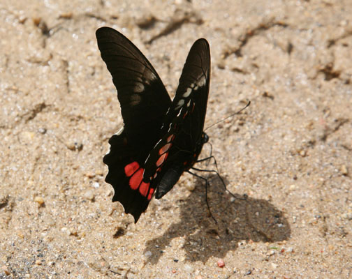 Papilio anchisiades idaeus - The Ruby-spotted Swallowtail