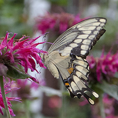 Papilio cresphontes - The Giant Swallowtail