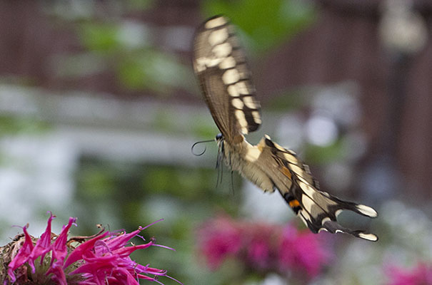 Papilio cresphontes - The Giant Swallowtail