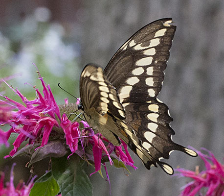 Papilio cresphontes - The Giant Swallowtail