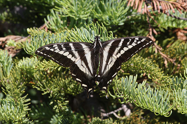 Papilio eurymedon - The Pale Swallowtail
