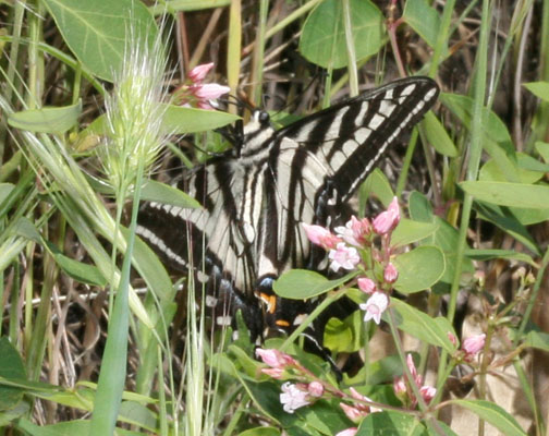 Papilio eurymedon - The Pale Swallowtail