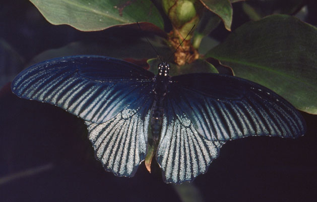 Papilio memnon - The Great Mormon