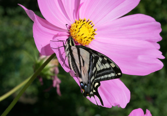 Papilio rutulus - The Western Tiger Swallowtail