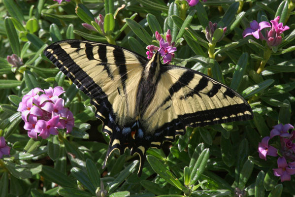 Papilio rutulus - The Western Tiger Swallowtail