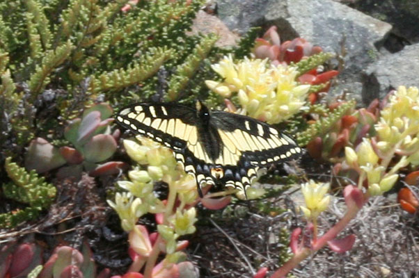 Papilio z. zelicaon - The Anise Swallowtail