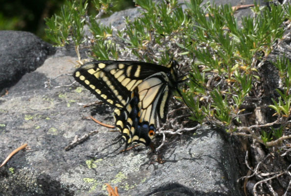 Papilio z. zelicaon - The Anise Swallowtail