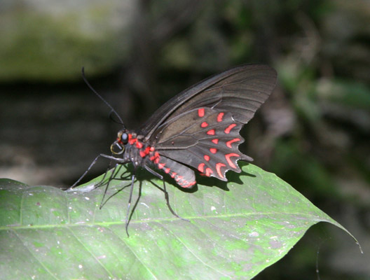 Parides photinus - The Red-spotted Cattleheart