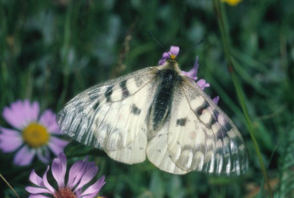 Parnassius clodius sol - The Clodius Parnassian