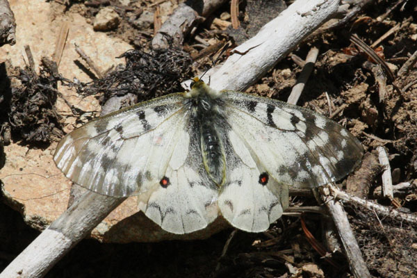 Parnassius clodius claudianus - The Clodius Parnassian