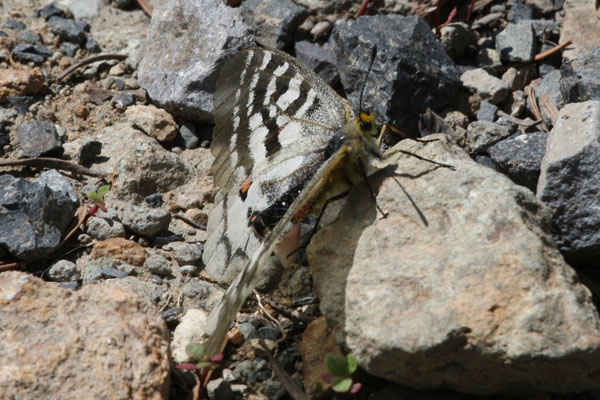 Parnassius clodius claudianus - The Clodius Parnassian