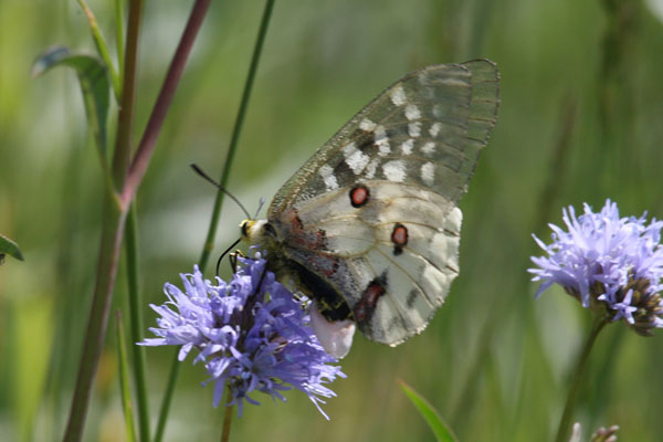 Parnassius clodius claudianus - The Clodius Parnassian