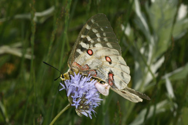 Parnassius clodius claudianus - The Clodius Parnassian