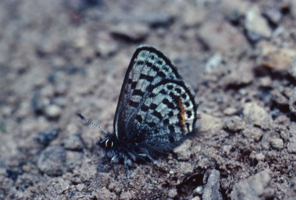Philotes battoides battoides - The Square-spotted Blue