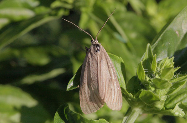 Cydia pomonella - The California Oak Moth