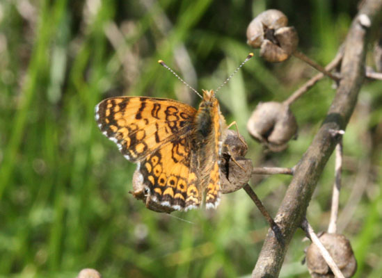 Phyciodes m. mylitta - The Mylitta Crescent