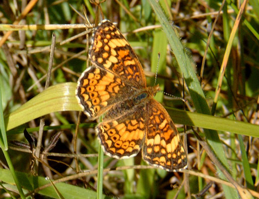 Phyciodes m. mylitta - The Mylitta Crescent