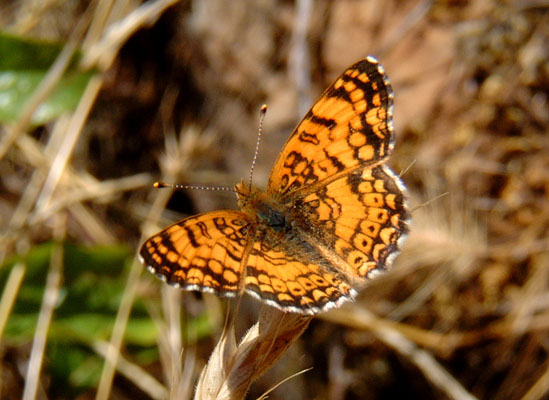 Phyciodes m. mylitta - The Mylitta Crescent