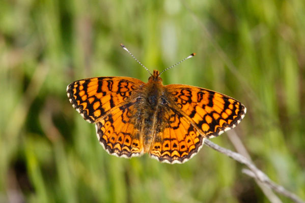 Phyciodes m. mylitta - The Mylitta Crescent