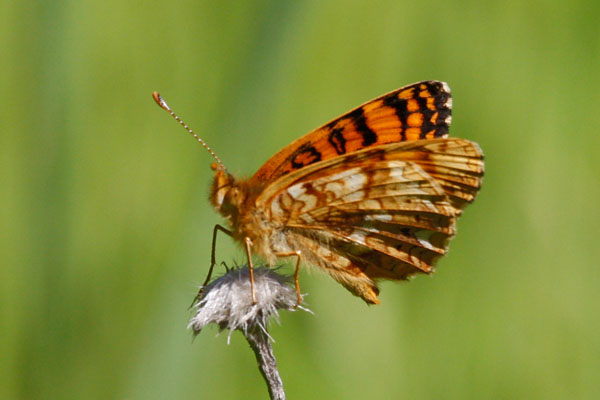 Phyciodes m. mylitta - The Mylitta Crescent