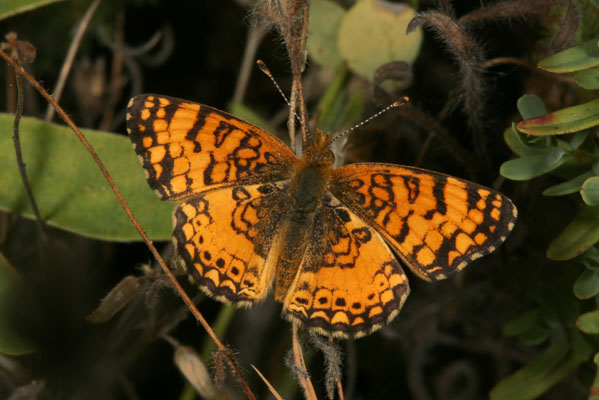 Phyciodes m. mylitta - The Mylitta Crescent