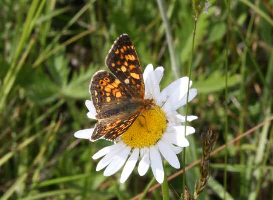 Phyciodes pulchella owimba - The Field Crescent