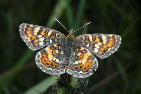 Phyciodes pulchella owimba - The Field Crescent