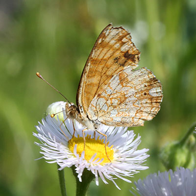 Phyciodes pulchella owimba - The Field Crescent