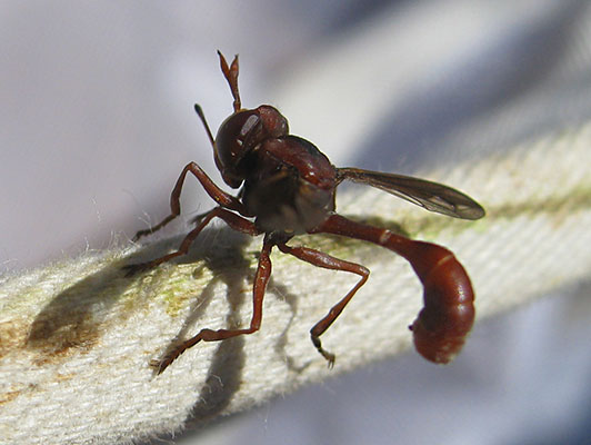 Physocephala burgessi