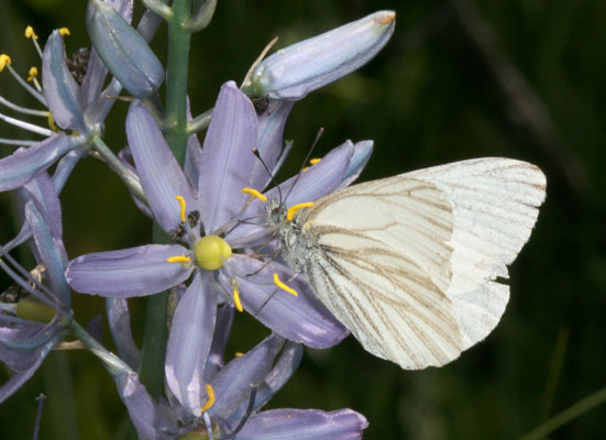 Pieris marginalis castoria - The Margined White