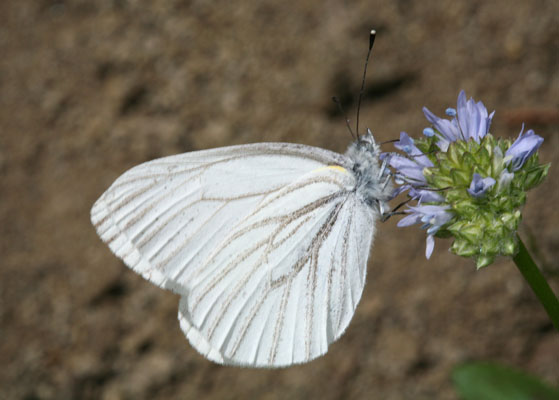 Pieris marginalis castoria - The Margined White