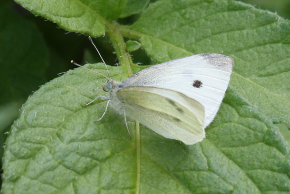 Pieris r. rapae - The Cabbage Butterfly